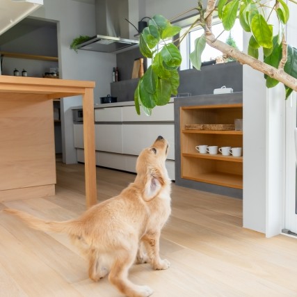 部屋で遊んでいる犬