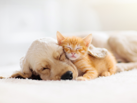 犬と猫が気持ちよく寝ている写真